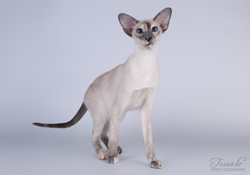 siamilainen kissa siniset silmät