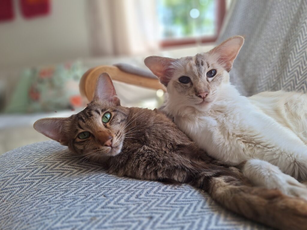 balineesi ja itämainen pitkäkarva makoilevat kasassa sohvalla