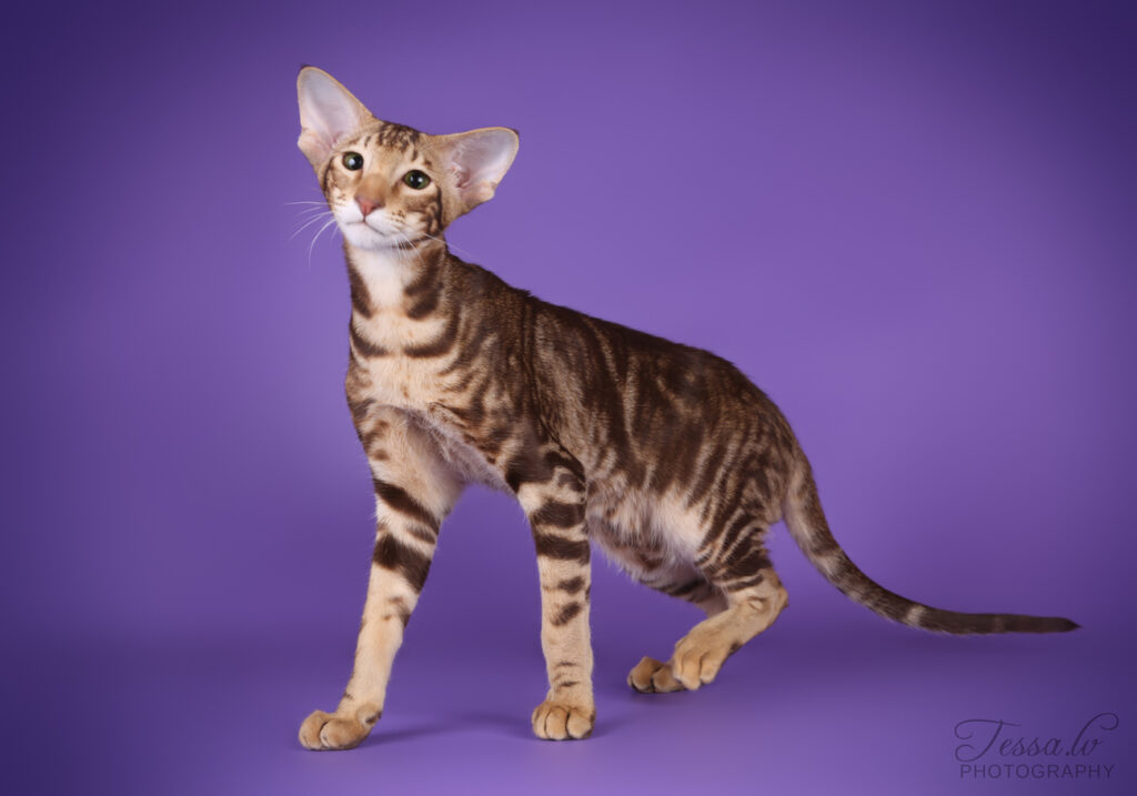 itämainen lyhytkarva kissa vihreät silmät