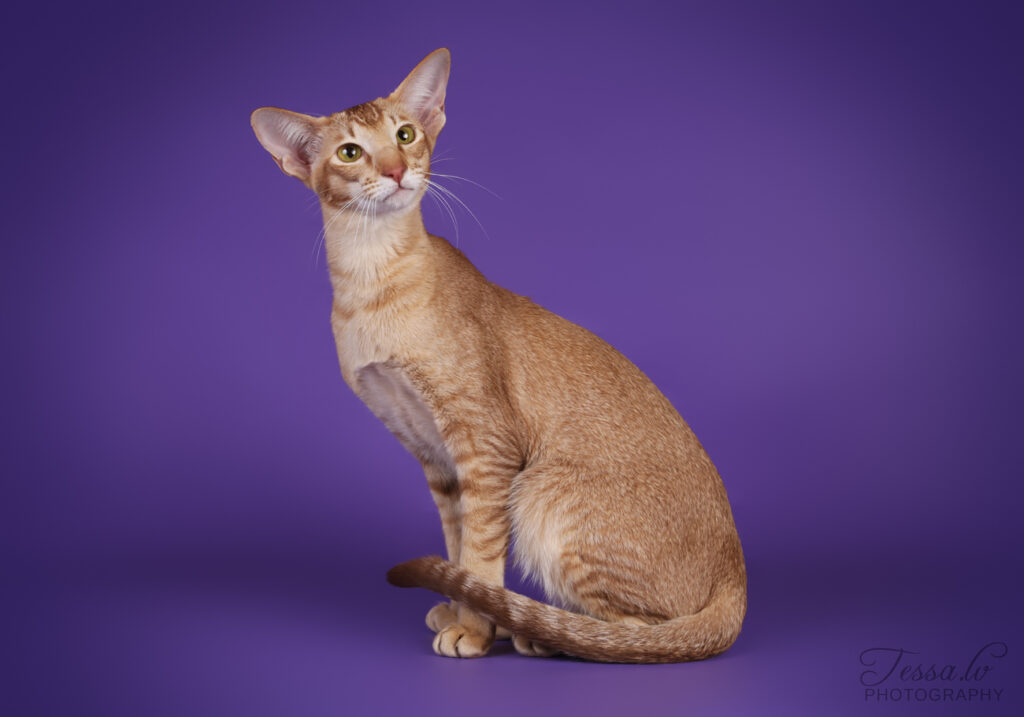 itämainen lyhytkarva kissa vihreät silmät