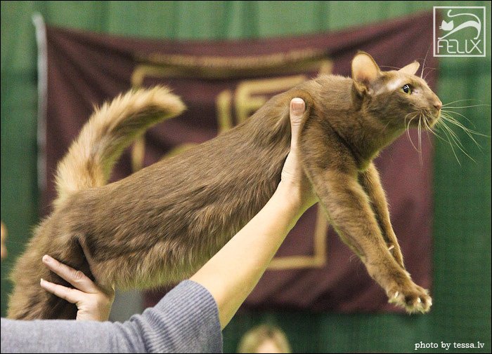 itämaisen pitkäkarvan esittely kissanäyttelyssä
