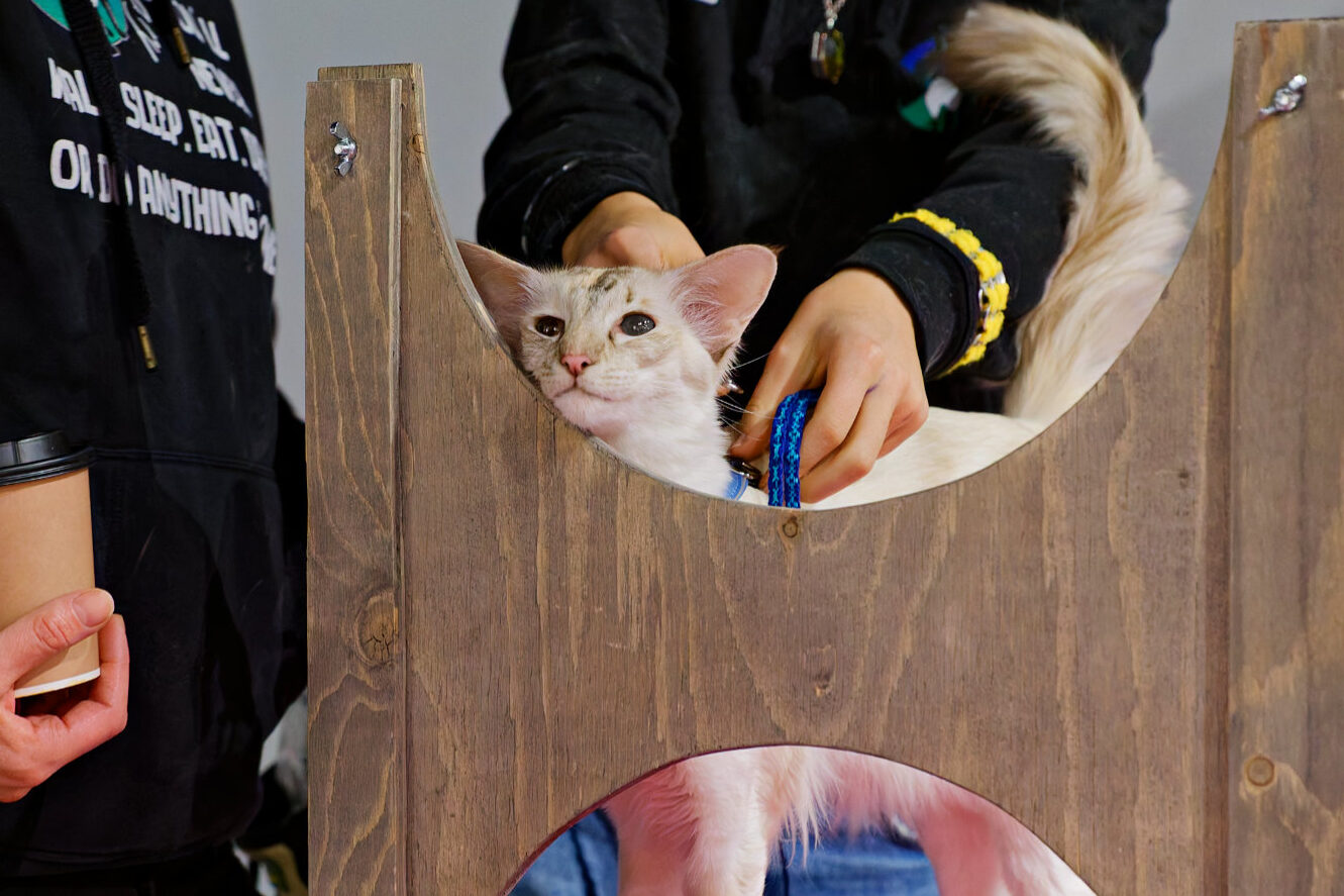 balineesi kissa tapahtumassa agility radalla