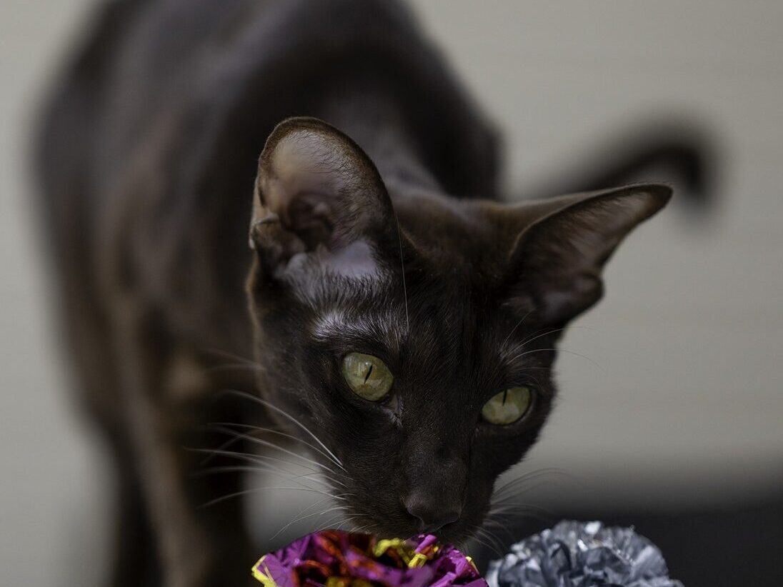 yksivärinen itämainen lyhytkarva haistelee lelua