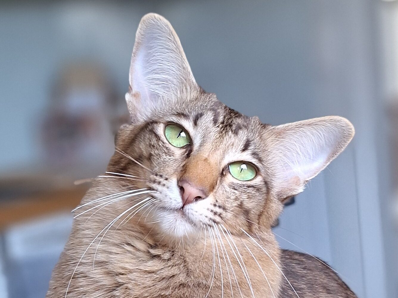 kuva itämaisen pitkäkarvan päästä, suuret korvat ja vihret silmät