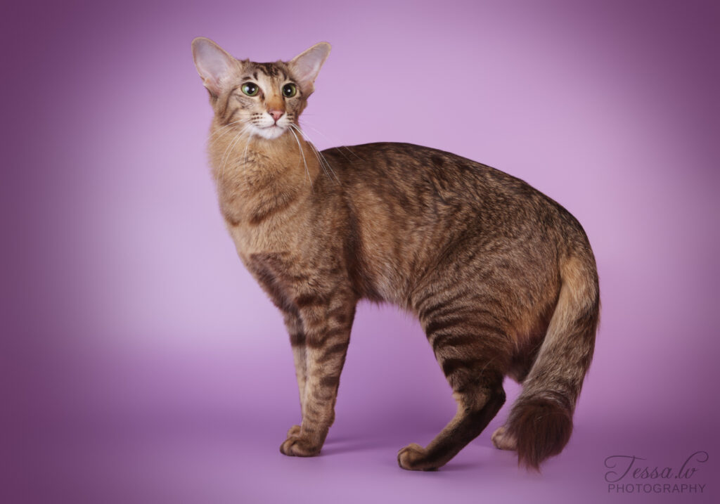 itämainen pitkäkarva kissa vihreät silmät