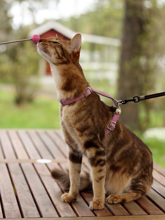 itämainen kissa ulkona valjaissa, istuu terassilla ja kiinnostuu aktivointipallosta