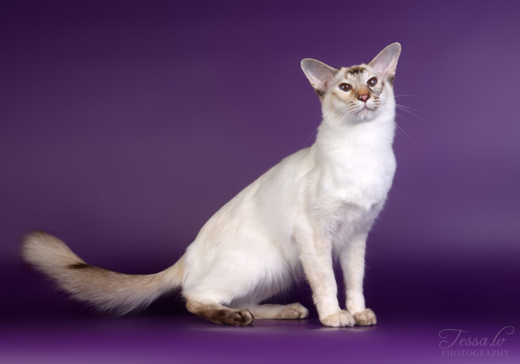 balineesi kissa, pitkäkarvainen itämainen rotu