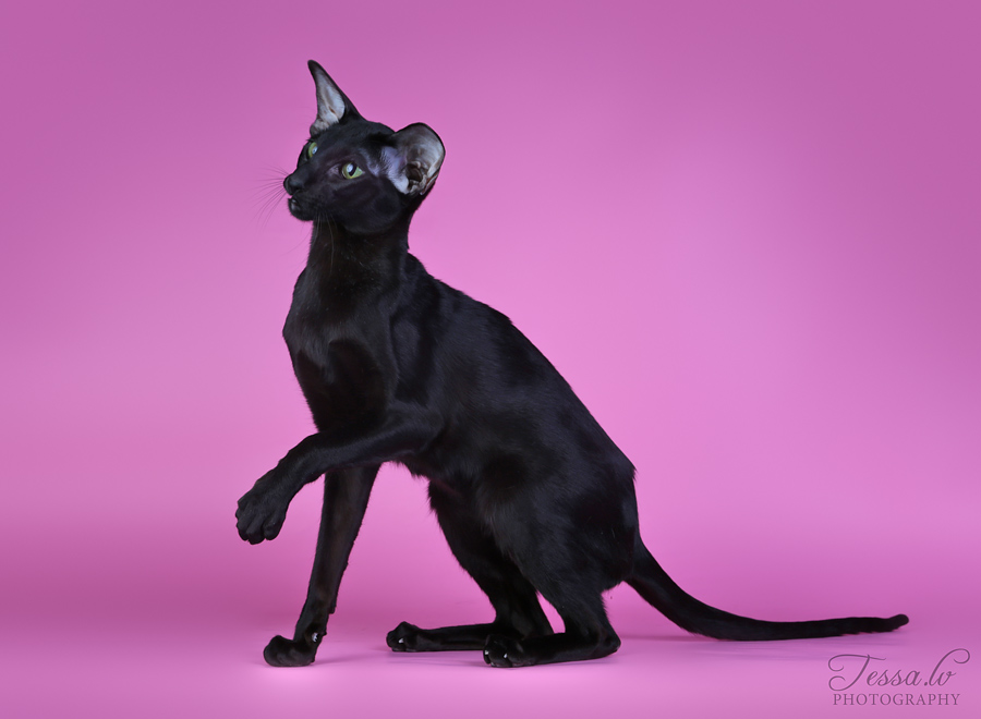 itämainen lyhytkarva kissa vihreät silmät