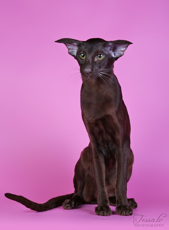 itämainen lyhytkarva kissa vihreät silmät