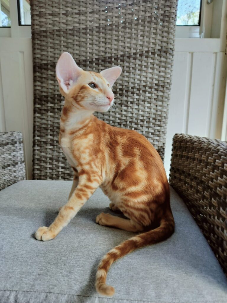 Kotia etsiviä pentuja lisätty