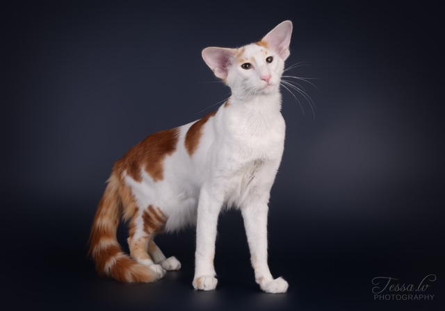 itämainen pitkäkarva kissa vihreät silmät