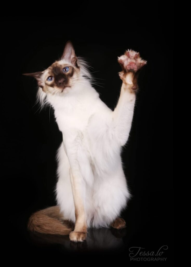 balineesi kissa vilkuttaa suurella tassulla