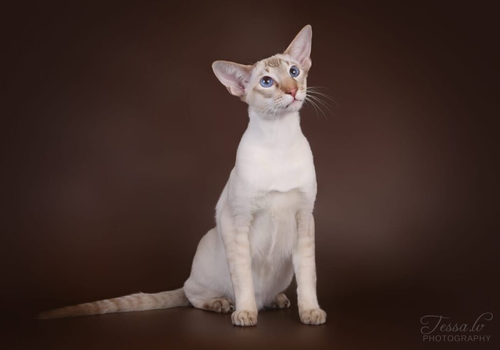 siamilainen kissa siniset silmät