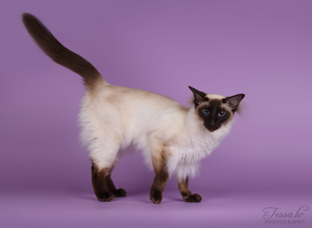 balineesi kissa, pitkäkarvainen itämainen rotu