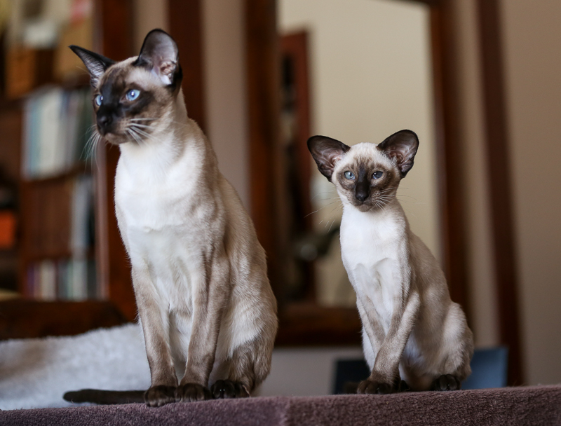 kaksi siamilaista kissaa, aikuinen ja pentu